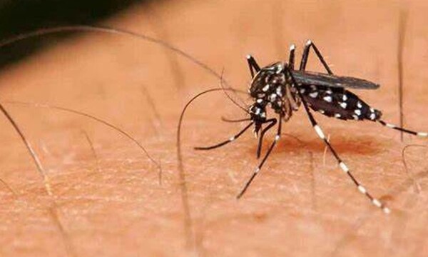 Salud Pública advierte sobre riesgos de dengue ante “brotes sin precedentes” en la región - OviedoPress