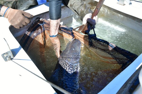 Itaipu con importantes logros en la reproducción de peces nativos - .::Agencia IP::.