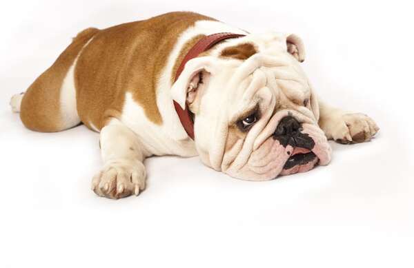 Bulldogs y problemas respiratorios: cómo cuidar de estas razas braquicefálicas - Mascotas - ABC Color