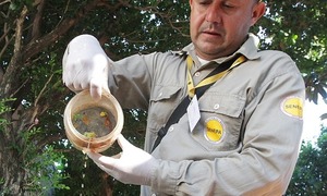 Alerta ante posible ingreso de nuevo serotipo de dengue