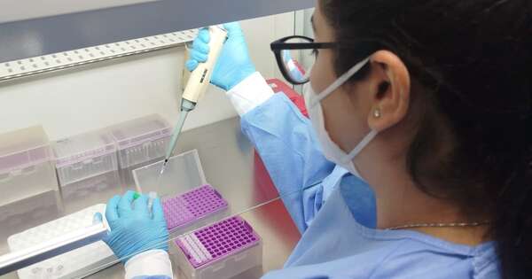 La Nación / IPS incorpora el diagnóstico simultáneo de dengue, zika y chikungunya
