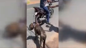 Sujeto arrastraba sin piedad a su perro amarrado a su motocicleta - SNT