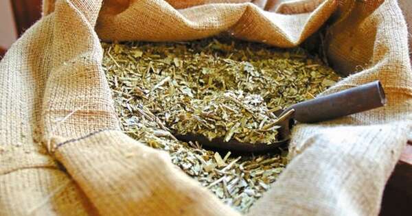 La Nación / Yerba mate cerró 2024 con más de USD 13 millones en exportaciones