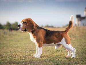 Razas activas como el Beagle: claves para mantenerlos estimulados y saludables  - Mascotas - ABC Color