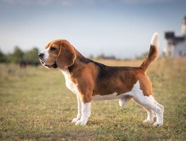 Razas activas como el Beagle: claves para mantenerlos estimulados y saludables - Mascotas - ABC Color