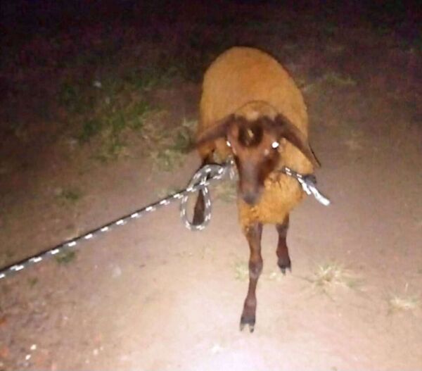 Aprehenden a joven con oveja robada en San Carlos del Apa