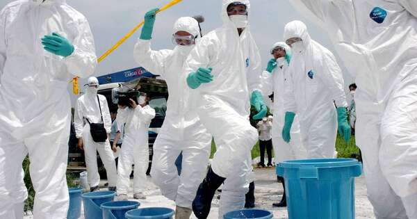 La Nación / Alerta de virus: Japón sacrifica miles de pollos para combatir la gripe aviar