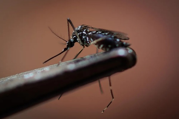 Dengue: notificaciones de sospecha van en aumento - 1000 Noticias