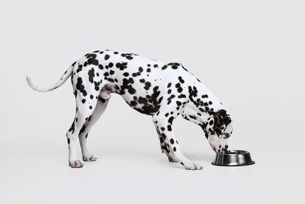 ¿Sabías que los dálmatas nacen sin manchas? Curiosidades de esta raza única - Mascotas - ABC Color
