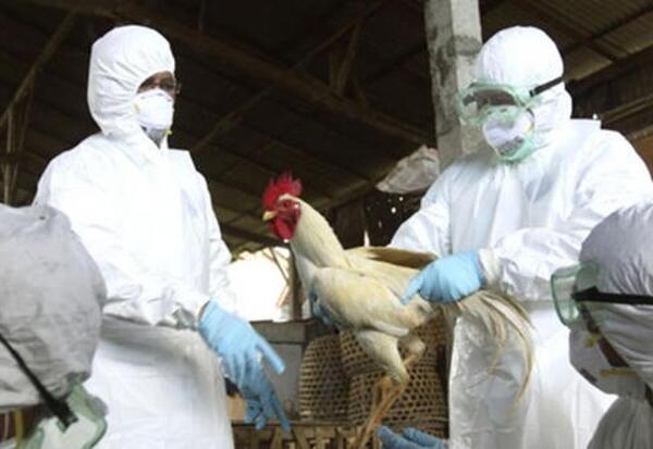 Japón sacrifica miles de pollos para combatir la gripe aviar - ADN Digital