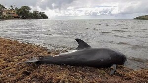 Más de 30 delfines mueren tras el derrame de crudo en el mar Negro