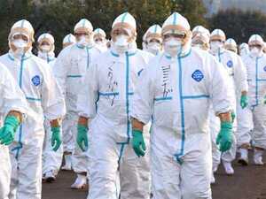 Japón: sacrifican más de 50 mil pollos para combatir la gripe aviar - Unicanal