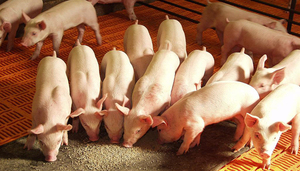 La industria garantiza hoy un mercado totalmente seguro, aseguró presidente de productores de cerdo