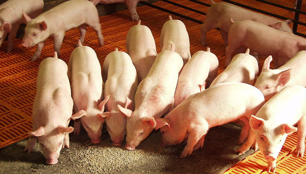 La industria garantiza hoy un mercado totalmente seguro, aseguró presidente de productores de cerdo