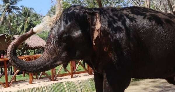 Diario HOY | Un elefante mata a una turista española en un santuario en Tailandia