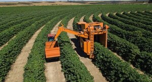 Sectores agropecuario y forestal registran incidencias positivas en el PIB trimestral