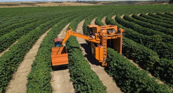 Sectores agropecuario y forestal registran incidencias positivas en el PIB trimestral