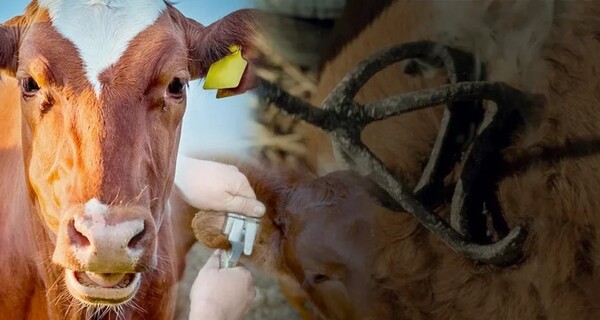 Sistema de identificación animal será aplicado desde el 1 de febrero