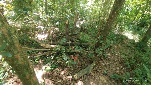 Tragedia en Alto Vera: hombre de 67 años muere aplastado por un árbol mientras buscaba leña
