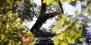 ALTO VERA: LE CAYÓ UNA RAMA EN LA CABEZA Y LO MATÓ - Itapúa Noticias