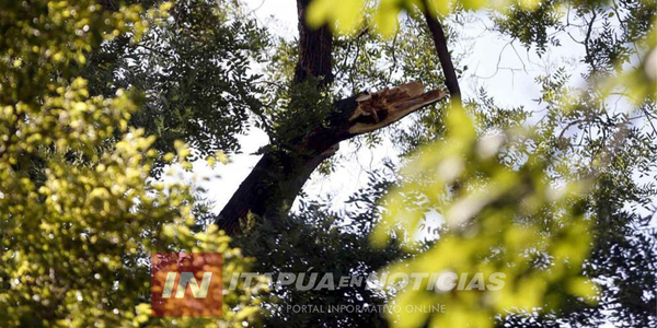 ALTO VERA: LE CAYÓ UNA RAMA EN LA CABEZA Y LO MATÓ - Itapúa Noticias