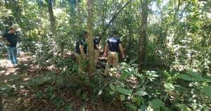 Diario HOY | Hombre muere aplastado por un árbol mientras buscaba leña