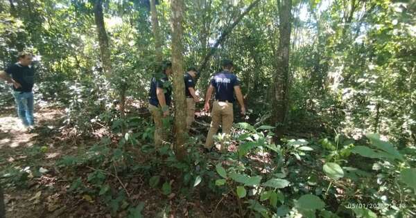 Diario HOY | Hombre muere aplastado por un árbol mientras buscaba leña