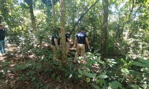 Hombre muere aplastado por un árbol mientras buscaba leña – Prensa 5