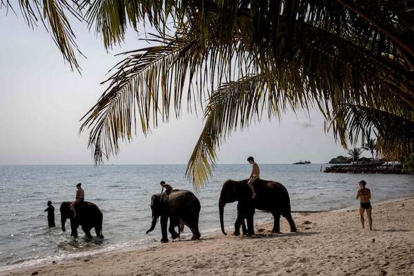Tailandia: elefante “presa del pánico” mata a una turista española mientras esta lo bañaba - Ciencia - ABC Color