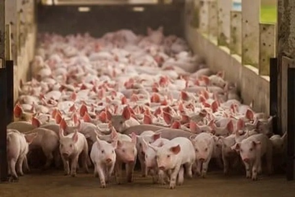 Productores de cerdos denuncian trabas para acceder a créditos en el BNF - 1000 Noticias