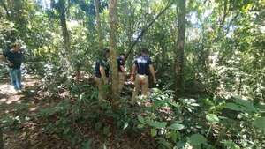 Sexagenario murió aplastado por un árbol mientras buscaba leña - Policiales - ABC Color