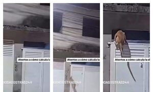 (Video) Firulais “farrista” saltó el portón de 2 metros para entrar a su casa