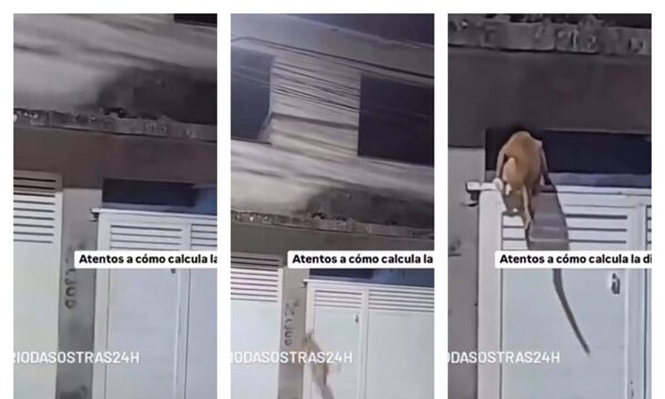 (Video) Firulais “farrista” saltó el portón de 2 metros para entrar a su casa