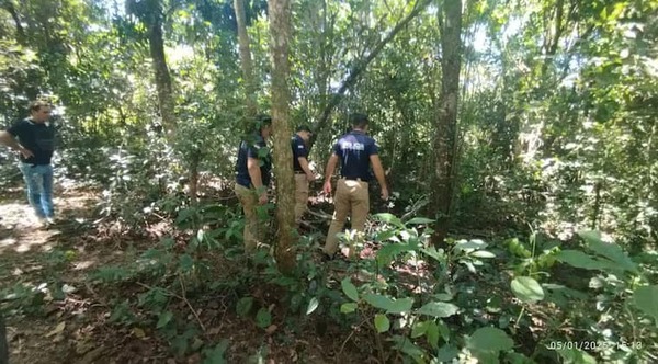 Alto Verá: adulto mayor muere aplastado por un árbol mientras buscaba leña - trece