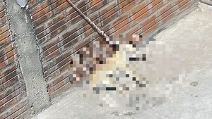 Atado bajo el sol y sin comida, un perro agonizó y finalmente falleció