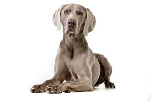 Todo sobre el perro de raza Weimaraner: “el fantasma gris” - Mascotas - ABC Color