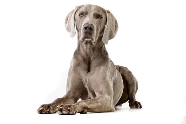 Todo sobre el perro de raza Weimaraner: “el fantasma gris” - Mascotas - ABC Color