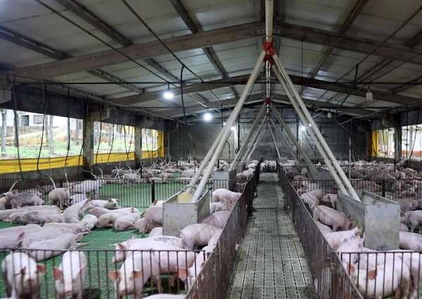 Productores de cerdo critican falta de agilidad en la entrega de créditos por parte del banco de Fomento - Economía - ABC Color