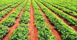 La Nación / Enero podría tener acumulados que superen los rangos normales en el campo