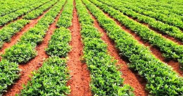 La Nación / Enero podría tener acumulados que superen los rangos normales en el campo
