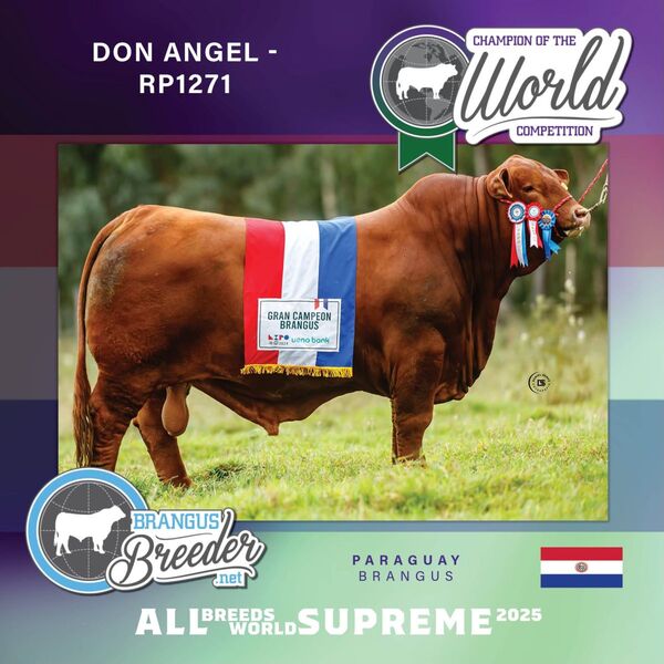 Paraguay hace historia con el triunfo del Brangus "Supremo" en el All Breeds World Supreme 2025