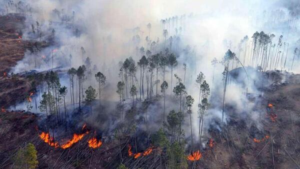 Pequeñas acciones pueden evitar grandes tragedias ambientales