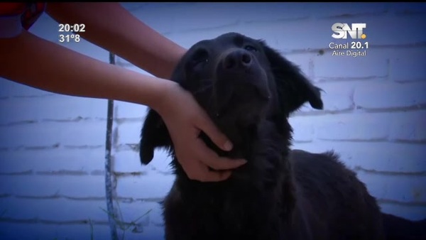 Perrita perdió la vista a raíz de un explosivo - SNT