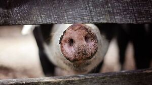 Productores de cerdo denuncian presunta corrupción en el BNF