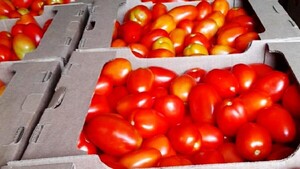 Tomate nacional sigue subiendo y llega a G. 160.000 por caja