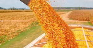 Contrato de maíz de Chicago ganó 7,25 centavos
