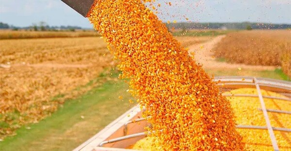 Contrato de maíz de Chicago ganó 7,25 centavos