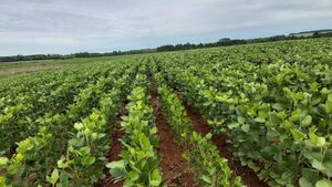 Productores reportan que cultivos de soja necesitan de lluvias generalizadas - La Clave