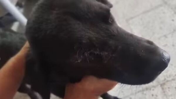 Por culpa de cebollón, perrita perdería la vista y la audición