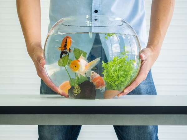 Peceras en casa: qué peces pueden ir juntos y qué peces no - Mascotas - ABC Color